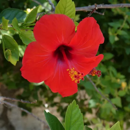 Petros, Vassiliki, Lefkada - 3 Bedrooms, Pool, Stunning Views Pondi