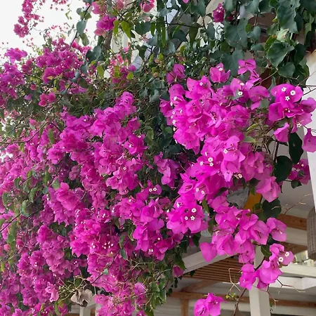 Petros, Vassiliki, Lefkada - 3 Bedrooms, Pool, Stunning Views וילה *